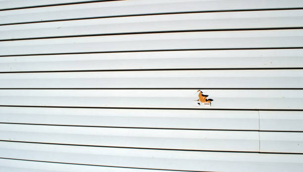 Best Insulated Siding Installation  in Petal, MS